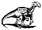 Large Biped hit locations